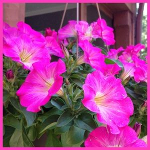 Meet your Posher, Monique